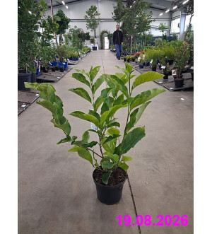 Magnolia 'Susan' C 2,5 L